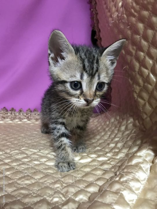 マンチカン 長足 東京都 男の子 年9月10日 ブラウンスポテッドタビー 可愛いマンチカン みんなの子猫ブリーダー 子猫id 10