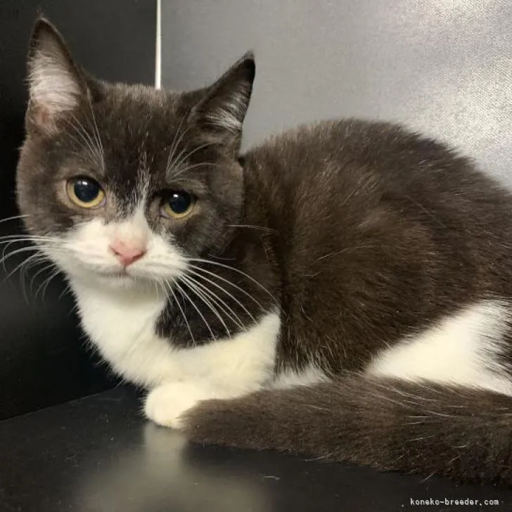 ID:2210-00174の子猫
