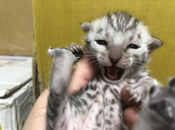 ベンガル【鳥取県・女の子・2018年2月17日・シルバースポテッドタビー】の写真「可愛いベンガル」