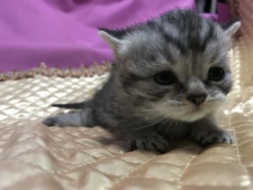 マンチカン(長足)【鳥取県・男の子・2018年12月12日・シルバーマッカレルタビー】の写真「可愛いマンチカン」