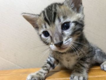 ベンガル【鳥取県・男の子・2018年10月2日・ブラウンスポテッドタビー】の写真「可愛いベンガル」