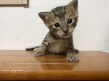 ベンガル【鳥取県・男の子・2018年3月7日・ブラウンスポテッドタビー】の写真「可愛いベンガル」