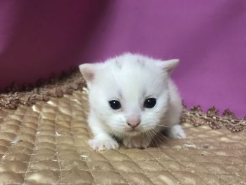 マンチカン(短足)【鳥取県・男の子・2020年3月22日・ホワイト】の写真「超短足のとても愛いマンチカン」