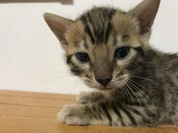 ベンガル【鳥取県・男の子・2018年9月11日・ブラウンスポテッドタビー(ロゼット)】の写真「可愛いベンガルです‼️」