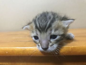 ベンガル【鳥取県・男の子・2018年4月3日・ブラウンスポテッドタビー(ロゼット)】の写真「かわいいベンガル」