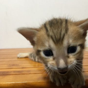 ベンガル【鳥取県・男の子・2017年6月8日・ブラウンスポテッドタビー】の写真「可愛いベンガル」