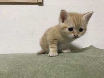 マンチカン(長足)【鳥取県・女の子・2018年5月26日・クリームタビー】の写真「可愛いマンチカン」