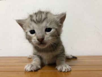 ベンガル【鳥取県・男の子・2018年2月10日・シルバースポテッドタビー】の写真「可愛いベンガル」