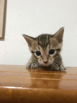 ベンガル【鳥取県・男の子・2017年10月22日・ブラウンスポテッドタビー】の写真「可愛いベンガル」