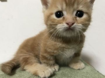 マンチカン(短足)【鳥取県・男の子・2018年5月26日・レッドタビー】の写真「可愛い短足」