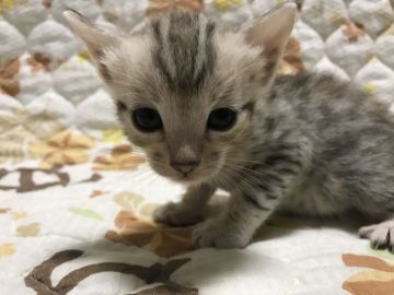 ベンガル【鳥取県・男の子・2021年6月16日・シルバースポテッドタビー】の写真「可愛いベンガル」