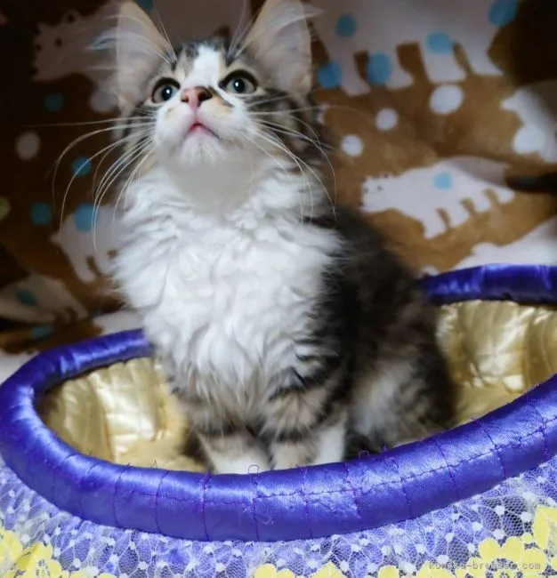 ID:2109-02119の子猫
