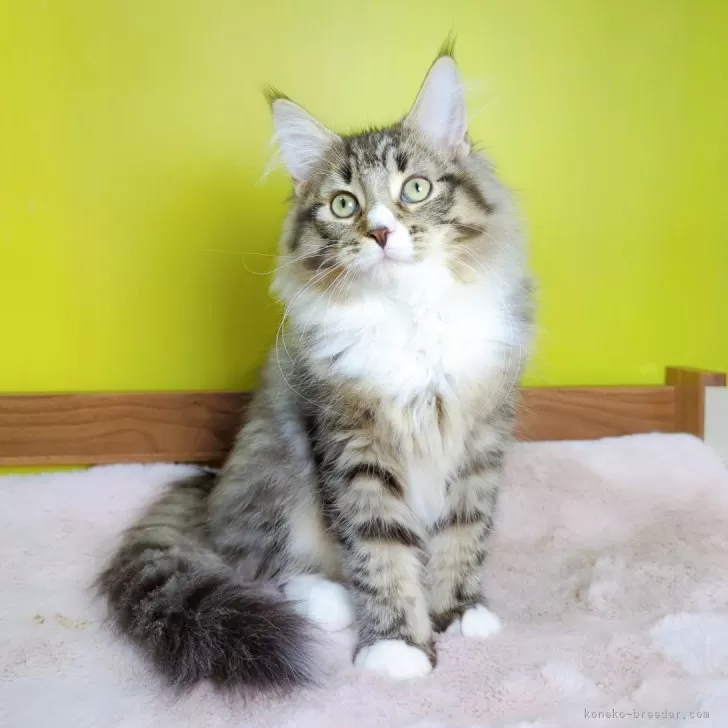 ID:2311-00104の子猫