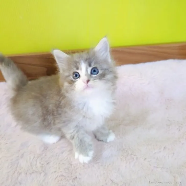 ID:2311-02864の子猫