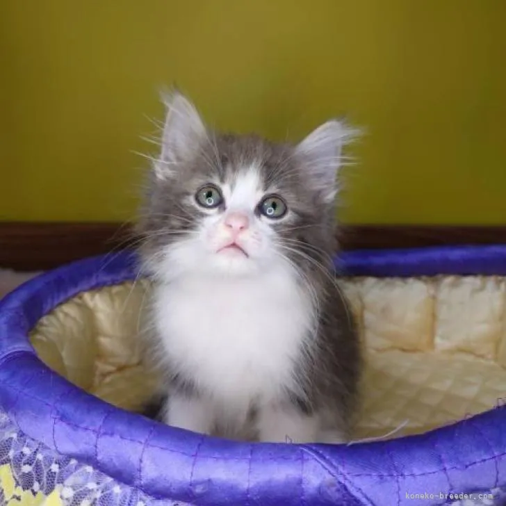 ID:2210-03000の子猫