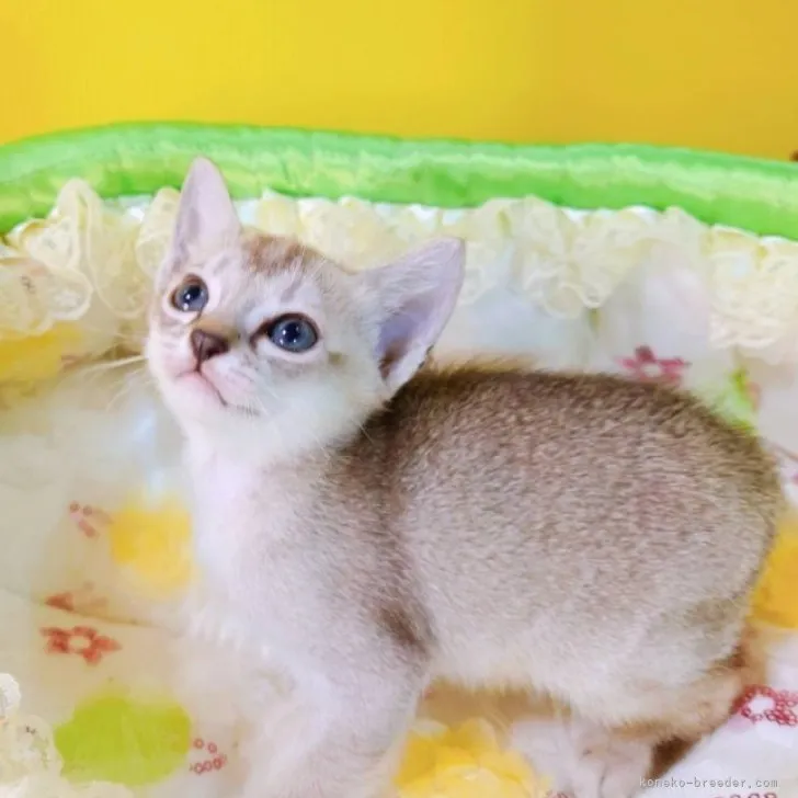 ID:2304-00768の子猫