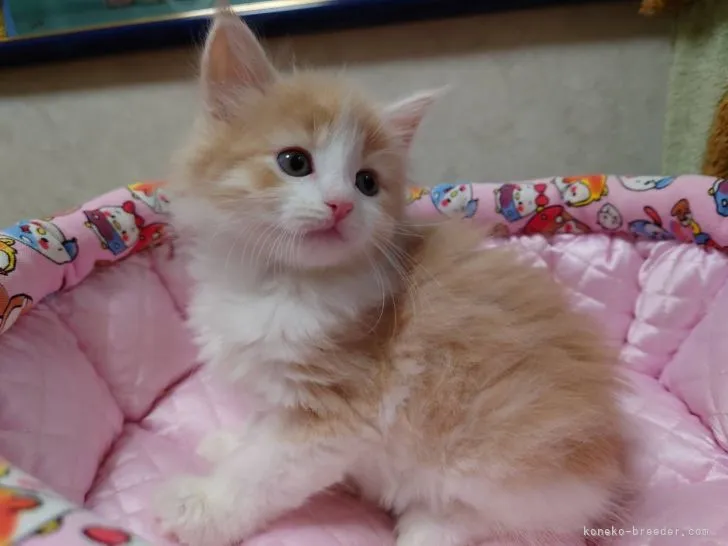 ID:2201-01853の子猫