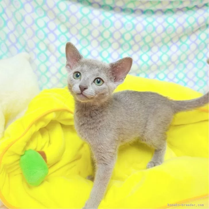 ID:2406-00102の子猫