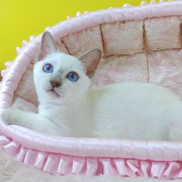 ID:2410-01943の子猫