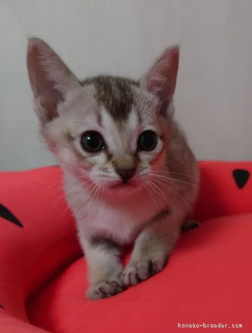 ID:2112-01932の子猫