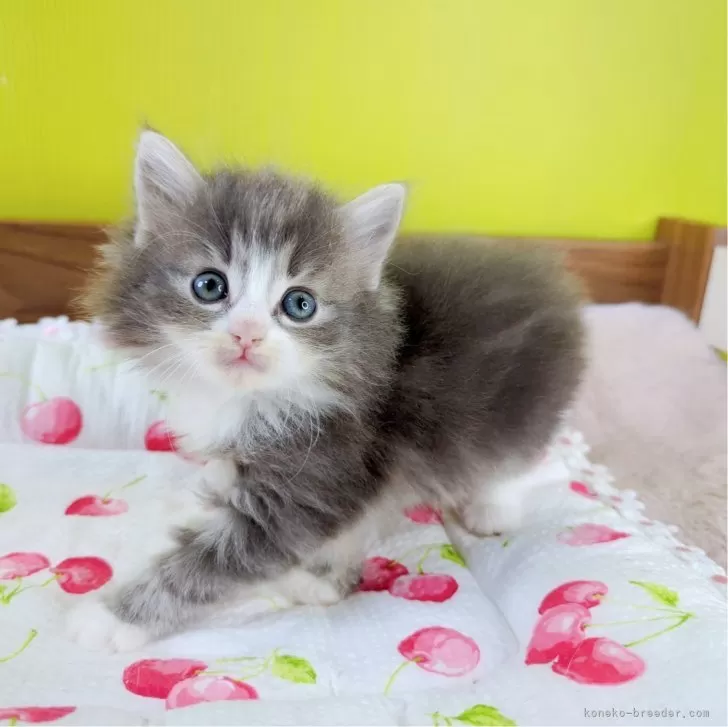 ID:2403-01994の子猫