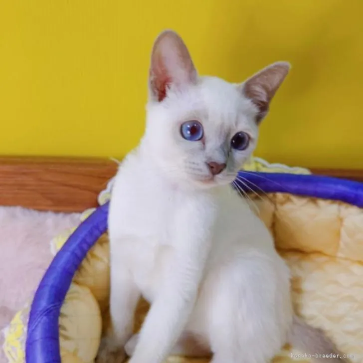 ID:2302-01175の子猫