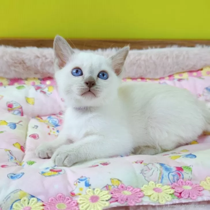 ID:2408-01824の子猫