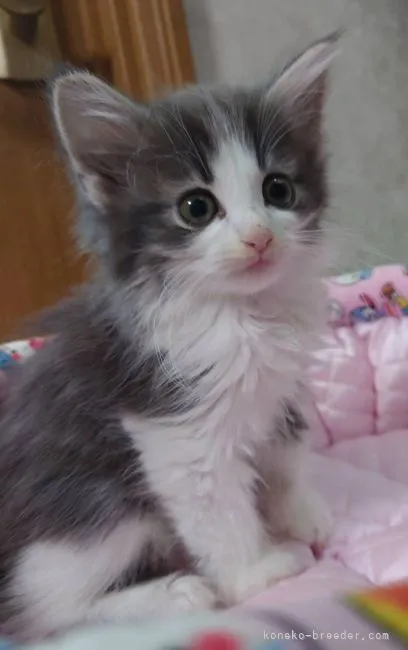 ID:2110-02414の子猫