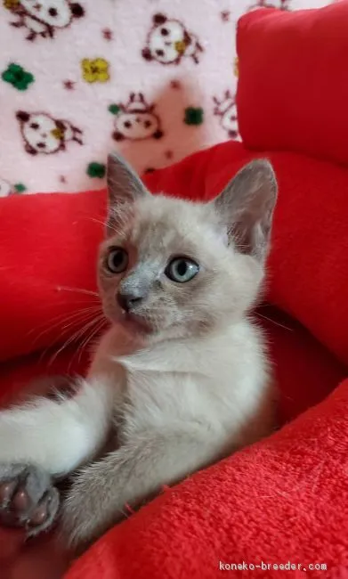 ID:1906-01203の子猫