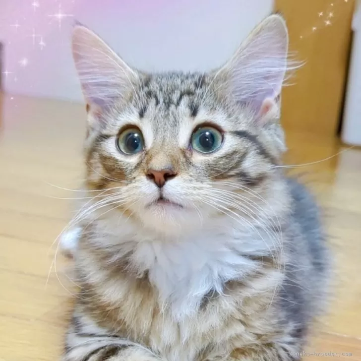 ID:2405-02054の子猫