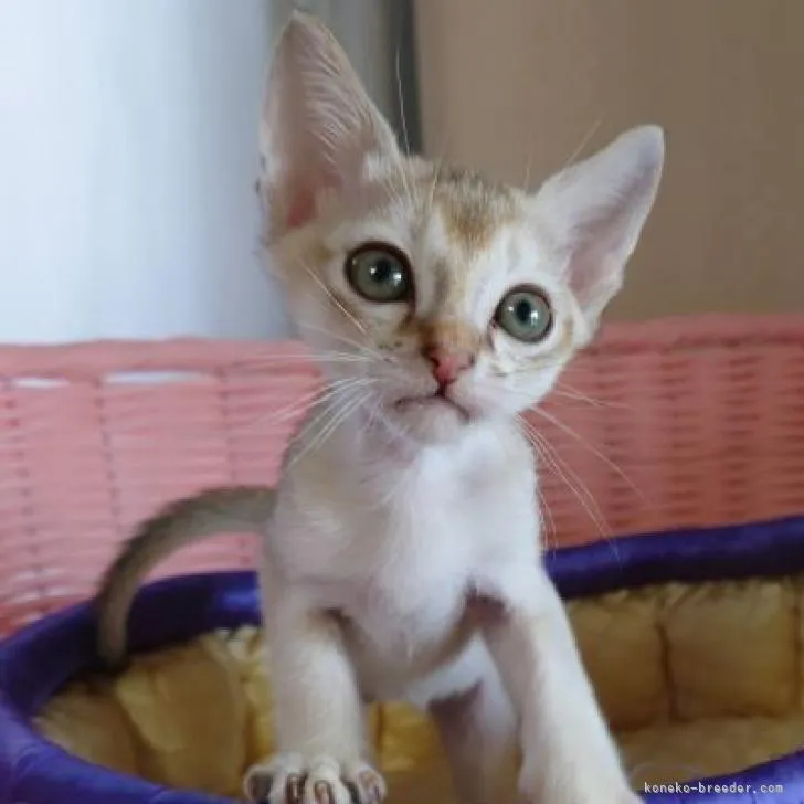 ID:2206-03434の子猫