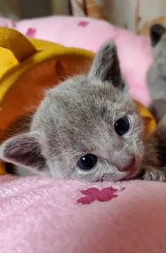 ロシアンブルー【埼玉県・男の子・2019年6月16日・ブルー】の写真「🌟動画、更新しました🌟」