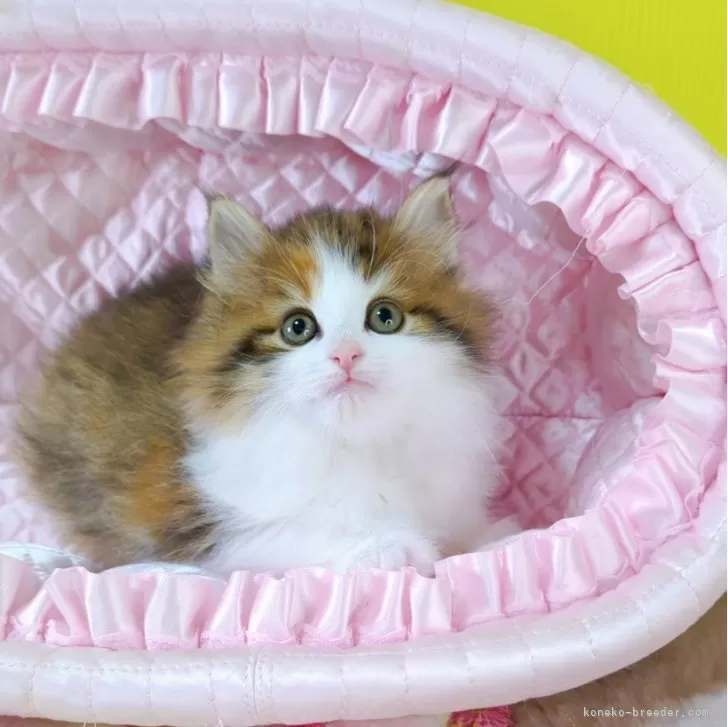 ID:2504-00465の子猫