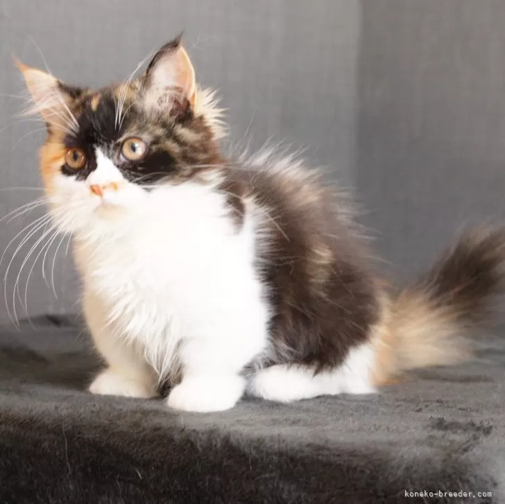 ID:2403-02047の子猫