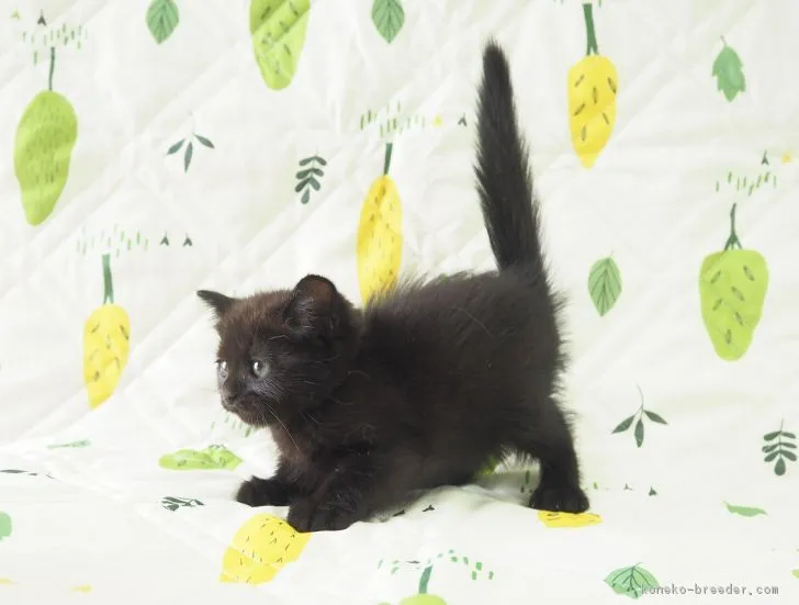 ID:1807-01204の子猫