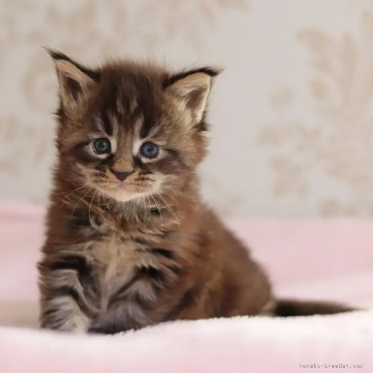ID:2311-01328の子猫