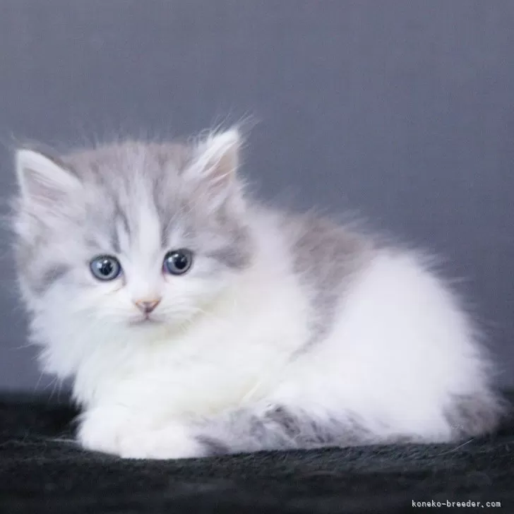 ID:2504-00855の子猫