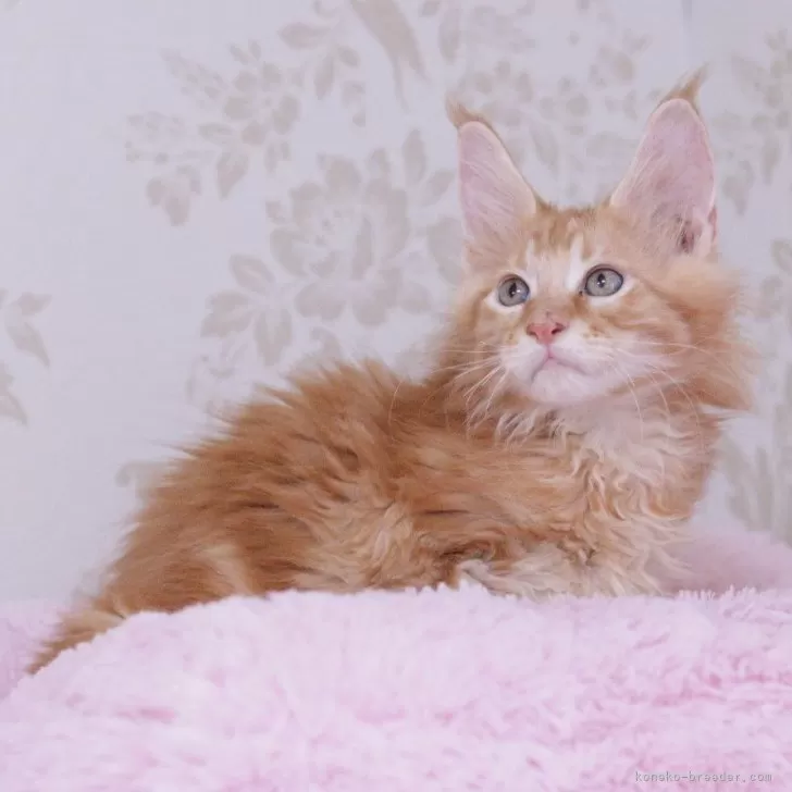 たま 様のお迎えした子猫