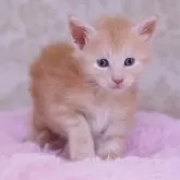 メインクーン