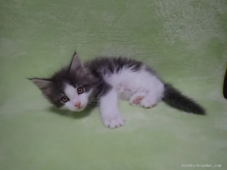 anischai 様のお迎えした子猫