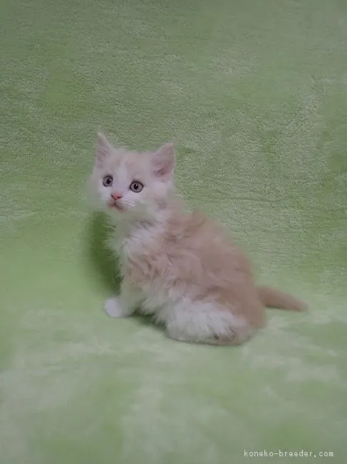 ハル 様のお迎えした子猫