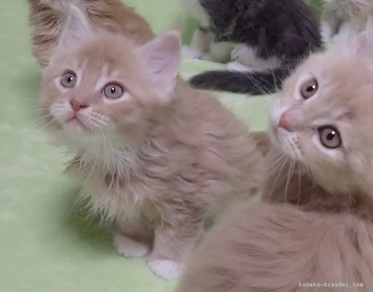 pu-カノ 様のお迎えした子猫