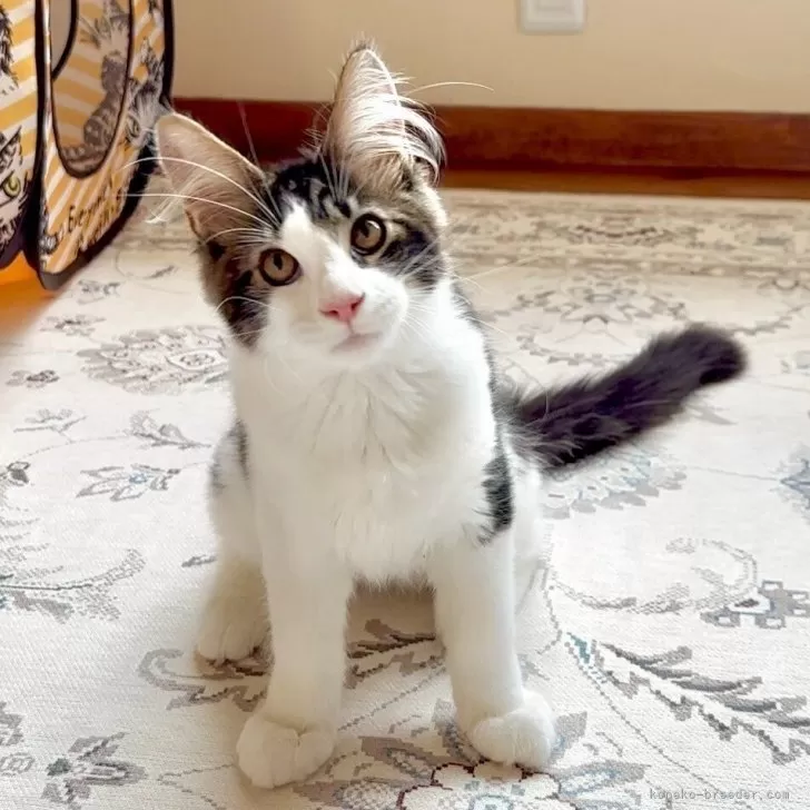 ID:2504-01459の子猫