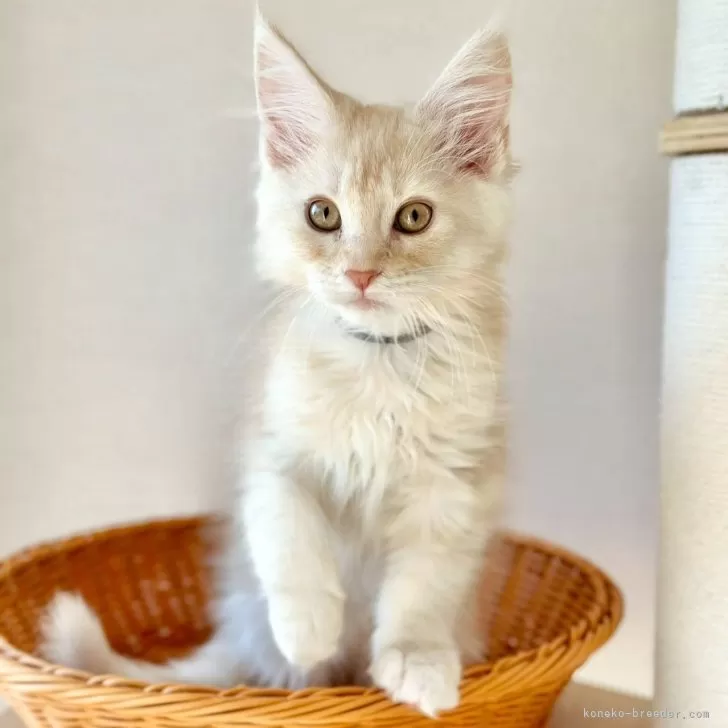 ID:2503-01256の子猫