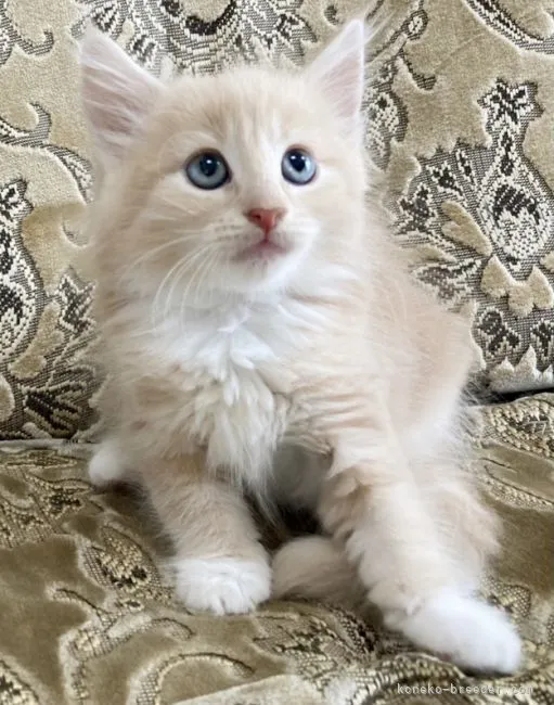 M tsushima 様のお迎えした子猫