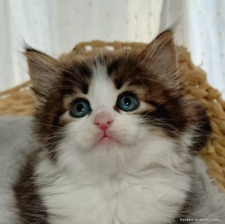 ID:2405-03172の子猫