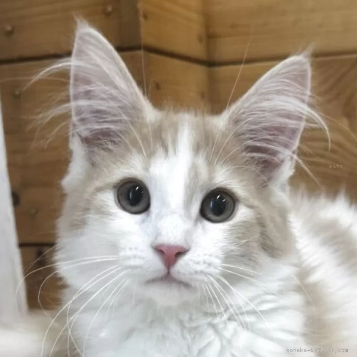 ID:2504-01461の子猫
