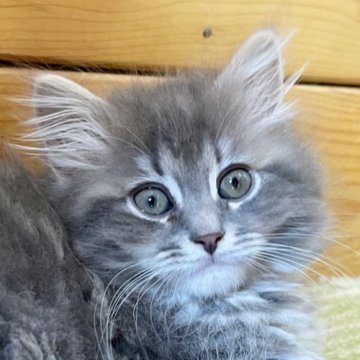 サイベリアン【香川県・女の子・2025年1月19日・ブルータビー（トリプルコート）】の写真「人懐っこい美猫ちゃん🍀」