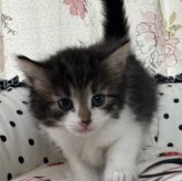 ノルウェージャンフォレストキャット