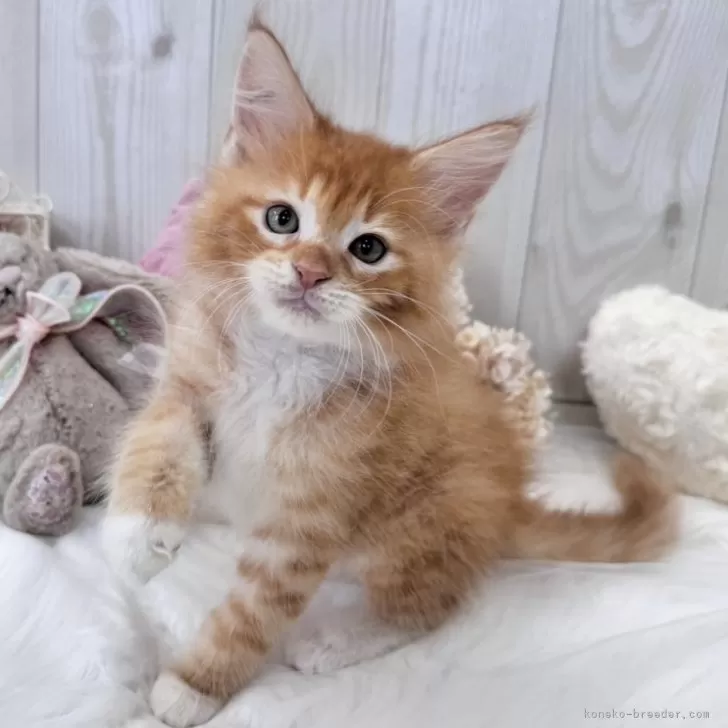 ID:2401-00880の子猫